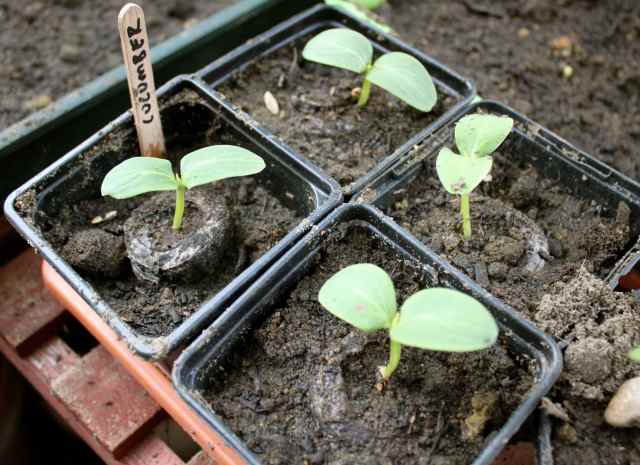 Cucumber seedlings