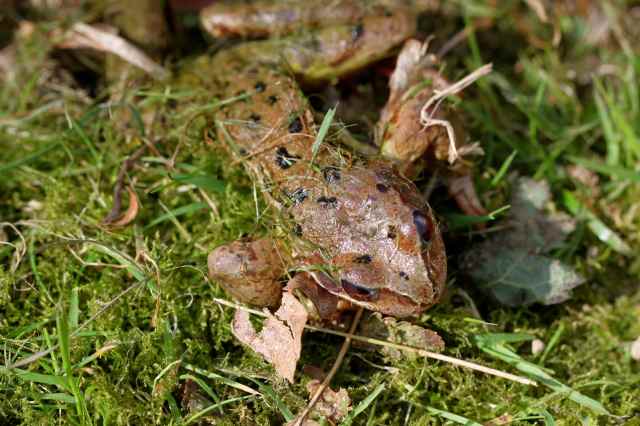 frog in garden