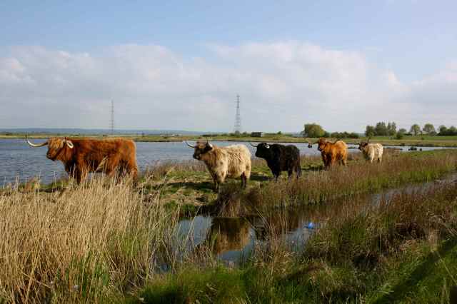Oare Cattle 3