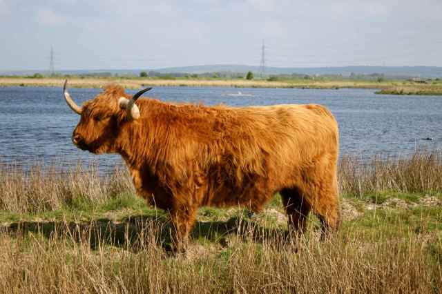 Oare Cattle 4