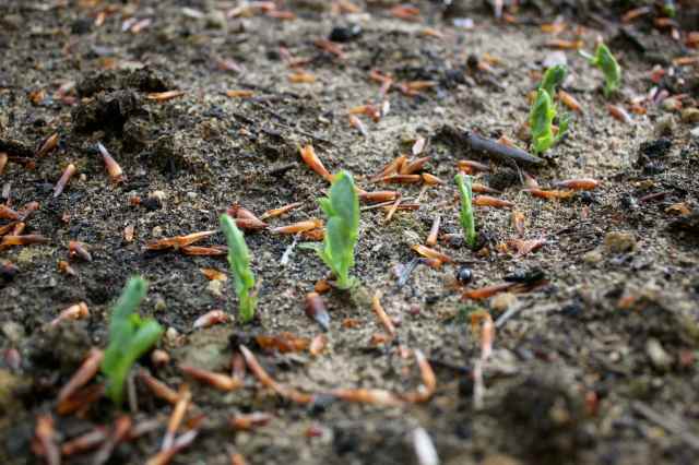 Peas germinated