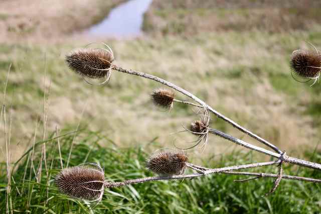 Teasel