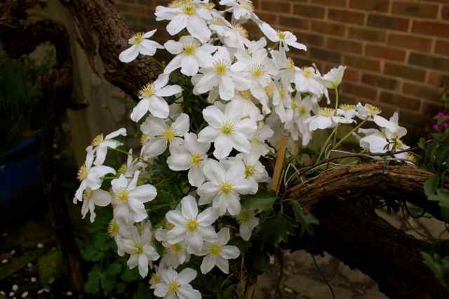 White clematis