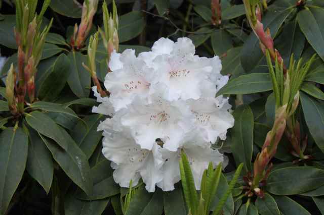 White Rhodedendron