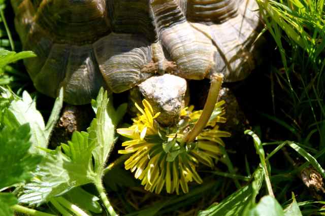 William eating dandelion