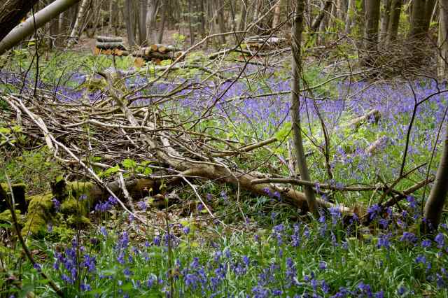 bluebells 2