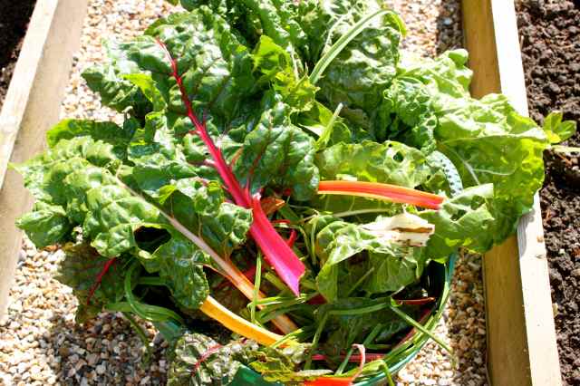 Chard for compost