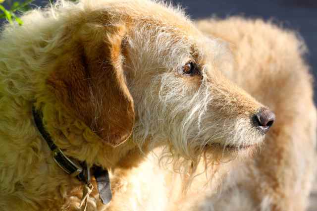 Dylan in evening sunshine