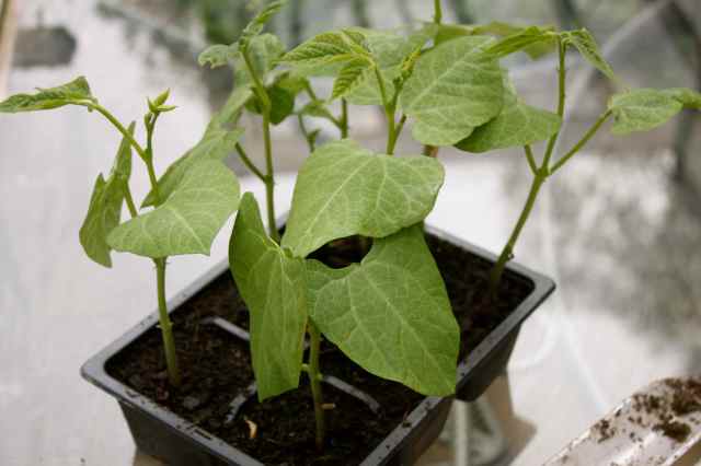 French Beans Aguillon