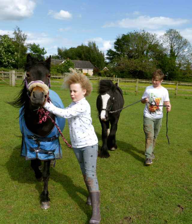 H and H with ponies