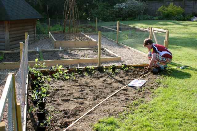 Harvey helping with sweet peas