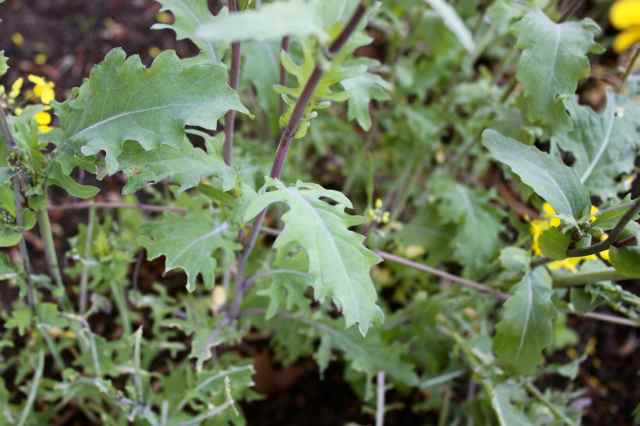 kale in garden 9-5-14