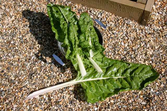 large Swiss Chard leaves