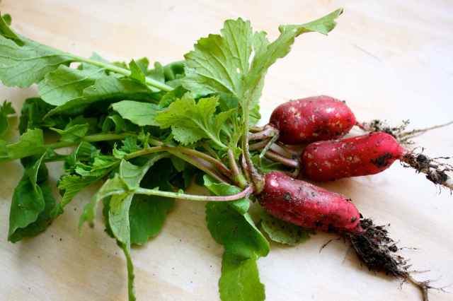 my radishes