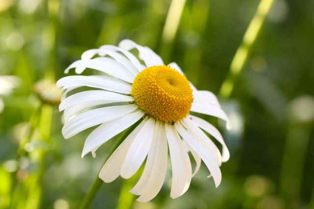 Ox-Eye Daisy