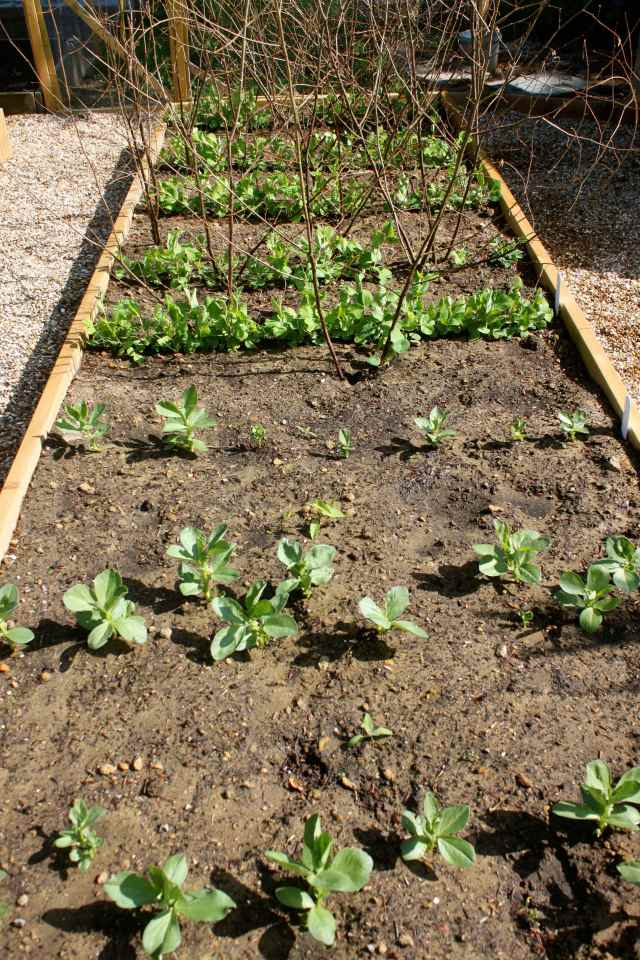 peas and broad beans