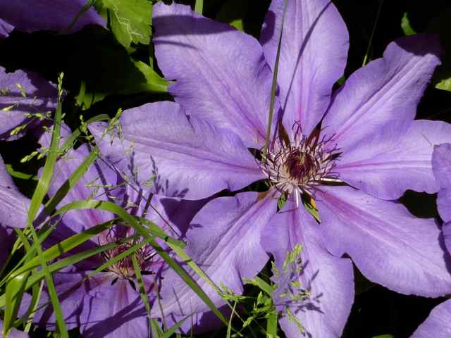 purple clematis 2