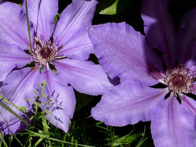 purple clematis 3