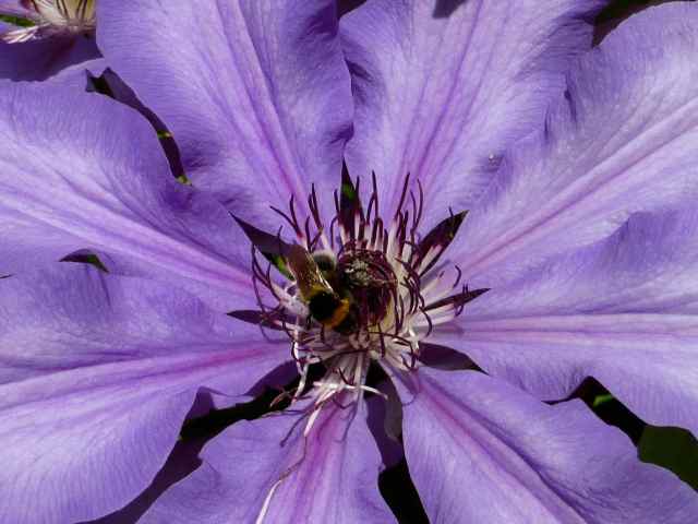 purple clematis