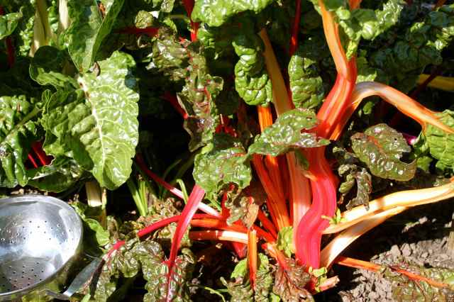 Rainbow Chard stalks