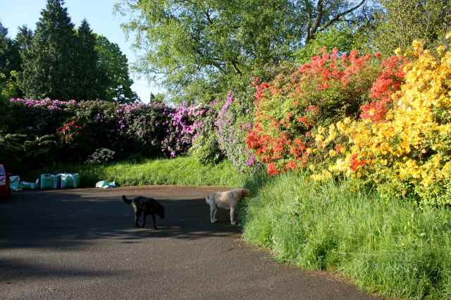 Rhodedendron hedge at home