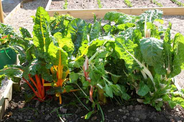 Swiss Chard after pruning