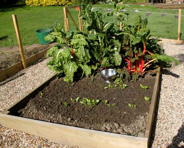 Swiss chard before prune