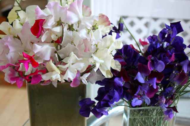 blue and white sweet peas