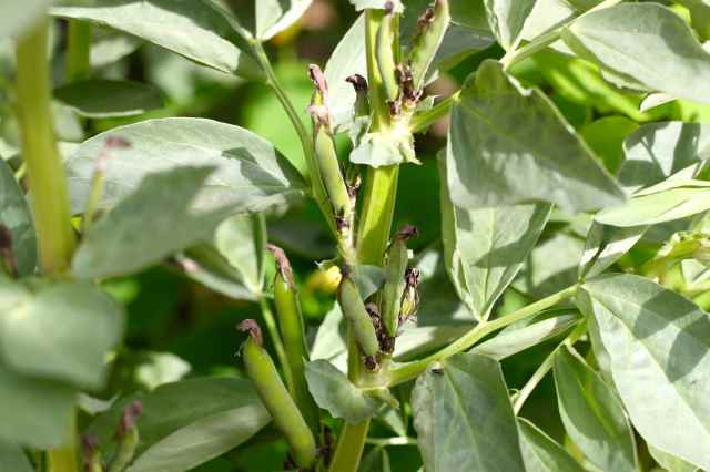 broad beans growing 29-6-14