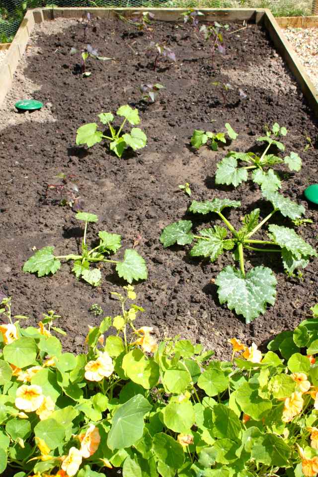 courgette bed