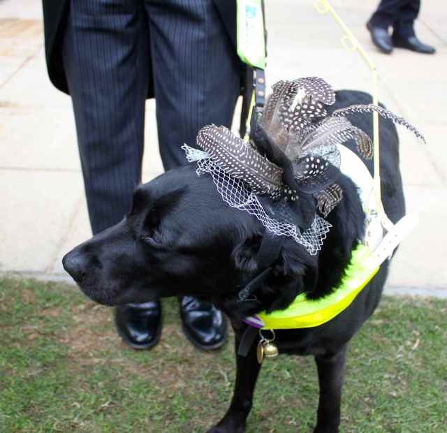 Dog with fascinator