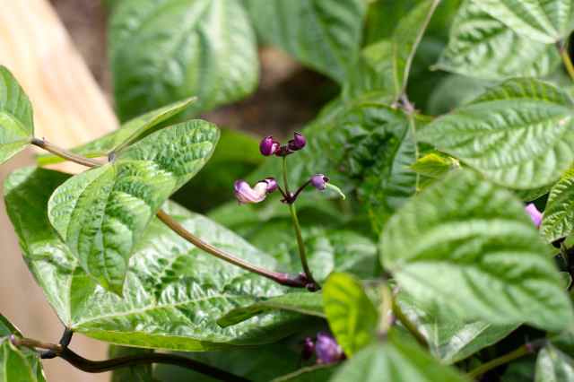 French beans