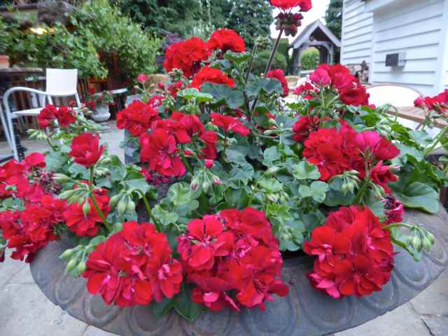 Great House Geraniums