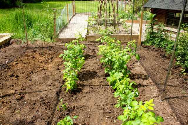 Insode the fruit cage