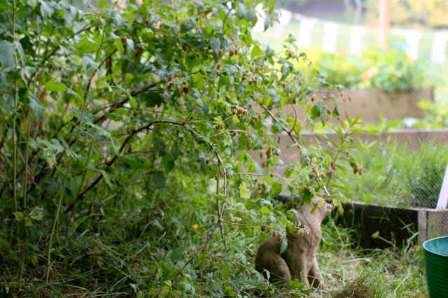 Kath's raspberries