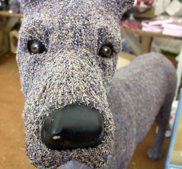 Lavendar dog head