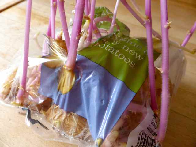 new potatoes growing out of bag