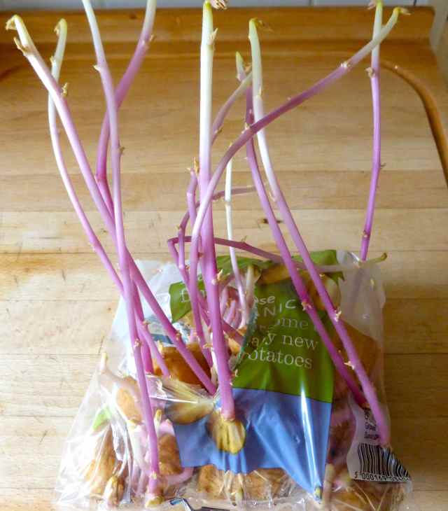 new potatoes sprouting
