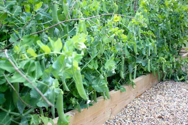 pea pods in garden