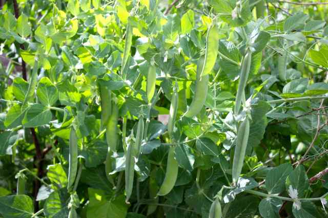 peas 29-6-14