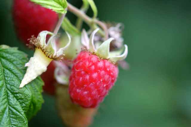pecked raspberries