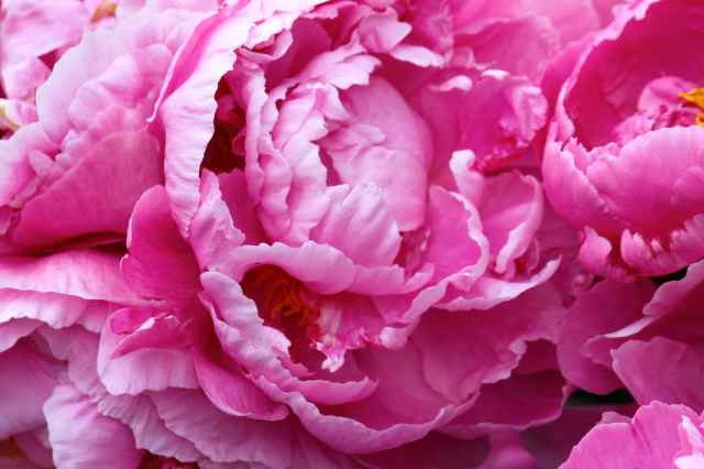 peonies in Hartington