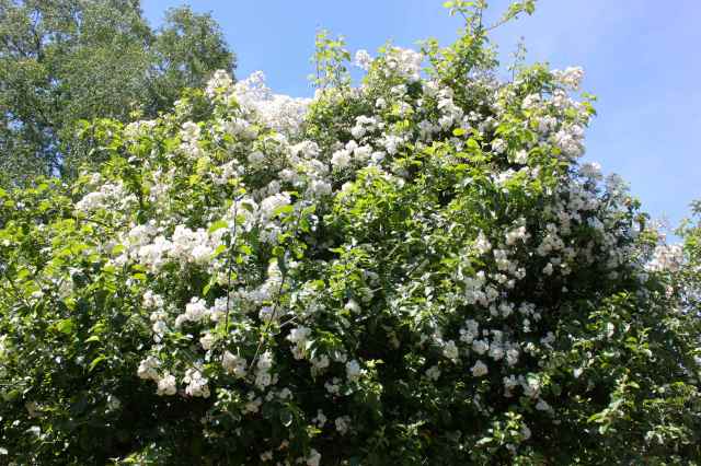 rose on apple tree 1
