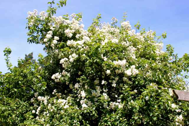roses on apple tree
