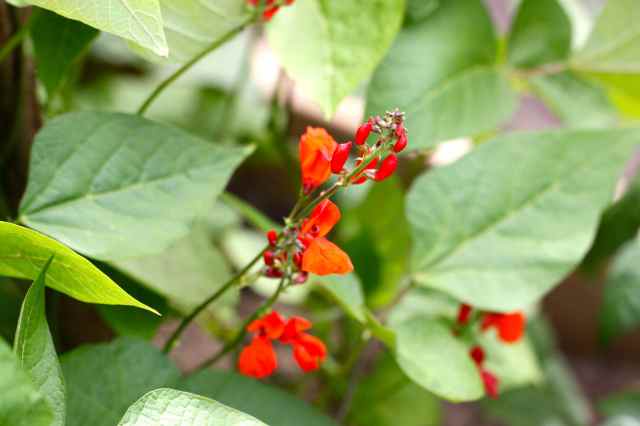 runner bean flowers