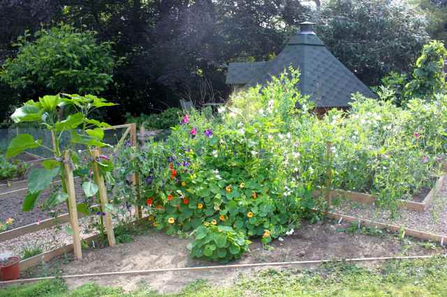 sweet peas and sunflowers