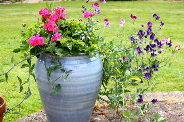 sweet peas in blue pot