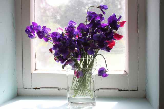 sweet peas in utility room