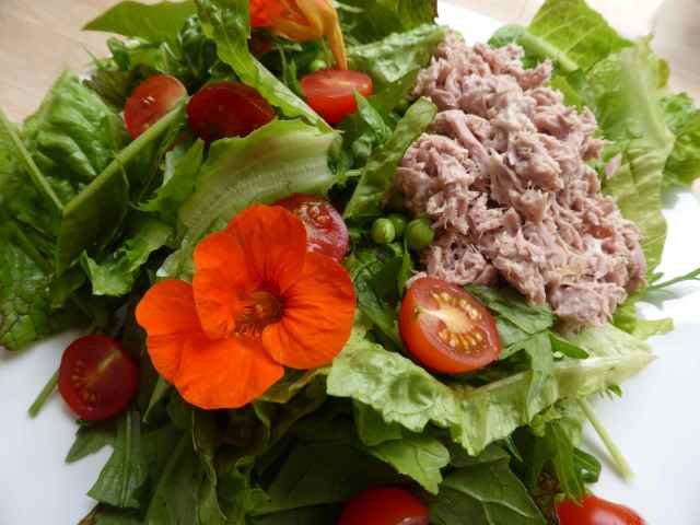 tuna salad 27-6-14