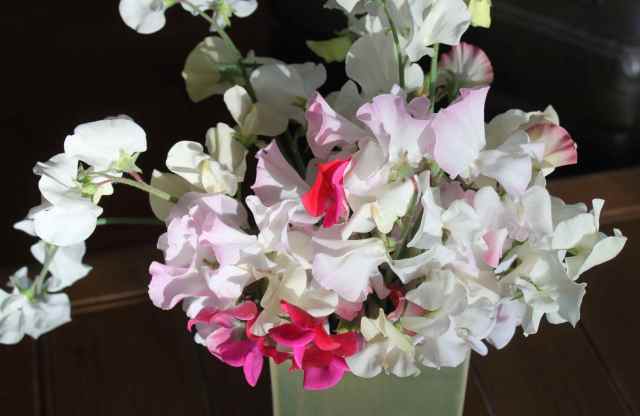 white sweet peas